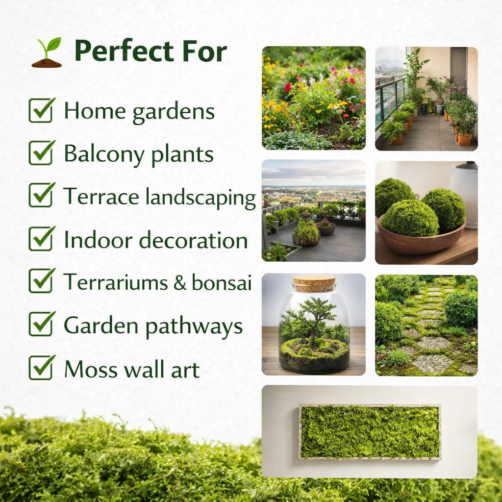 Imported Moss Spore Powder