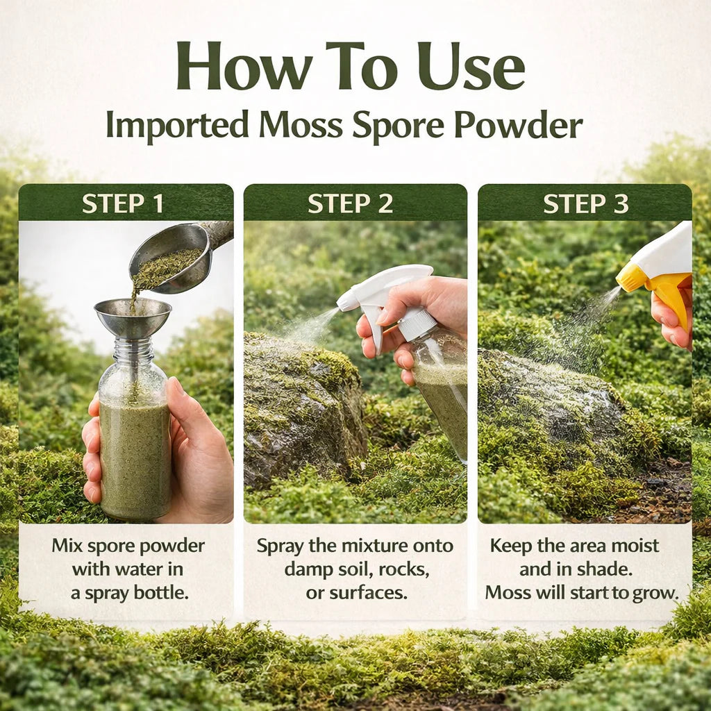 Imported Moss Spore Powder