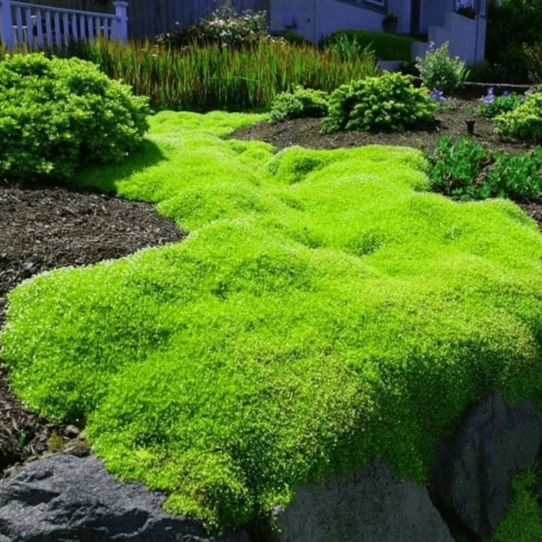 Imported Moss Spore Powder